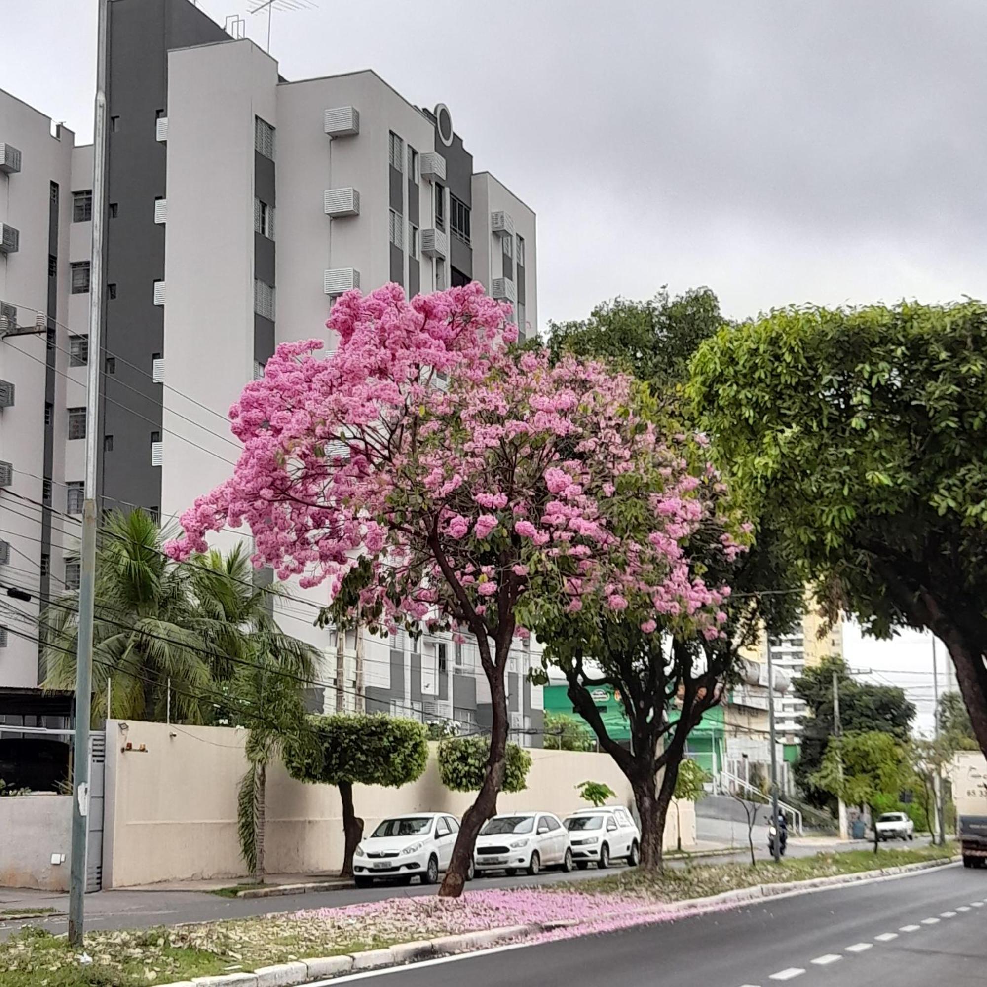 Em Apto Ao Lado Shopping 公寓 Cuiabá
